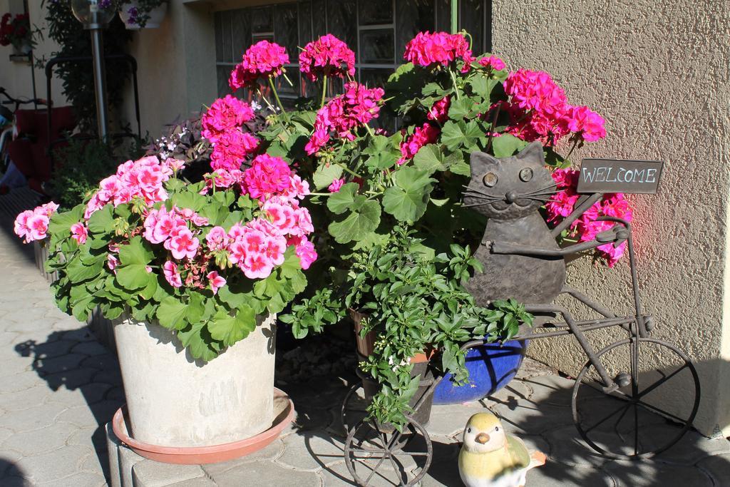 דרובולאך אם פאקרסי Appartement - Ferienwohnungen - Gaestehaus Gabriele מראה חיצוני תמונה